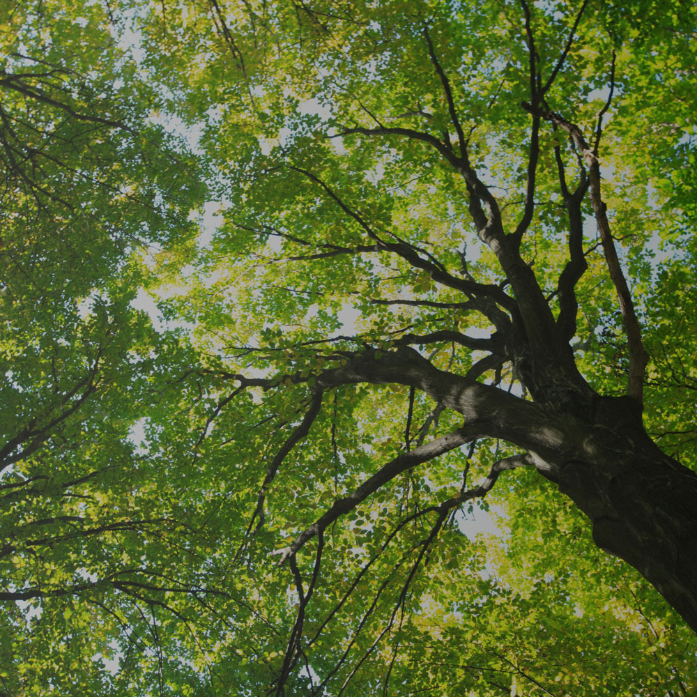 Machine Learning Algorithms Gradient Boosted Trees